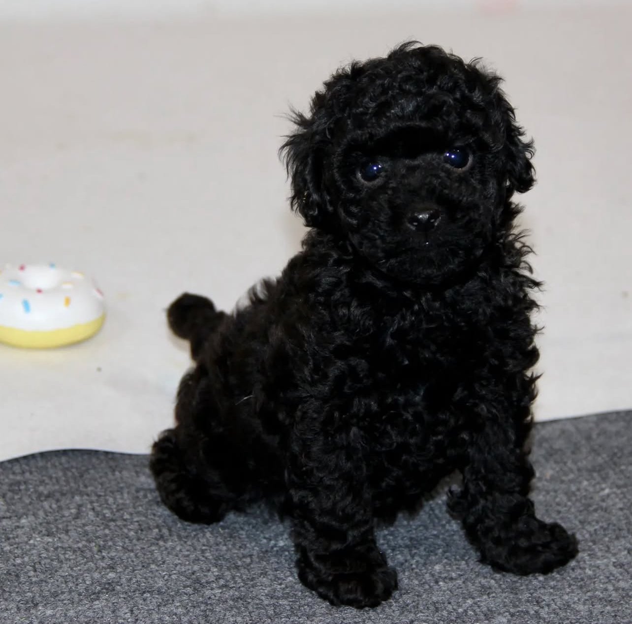 black toy poodle