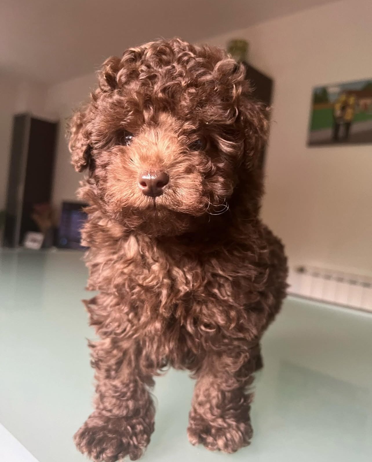 coffee brown toy poodle